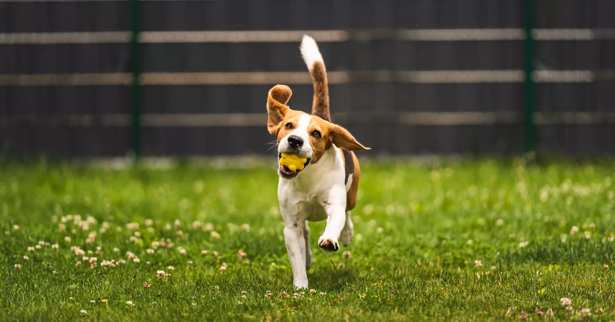 Custom Dog Runs Colchester, Essex & North London