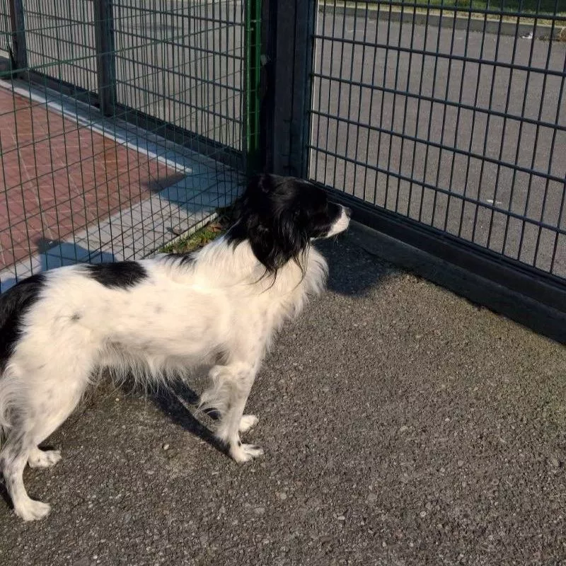 Dog Runs Built to Size